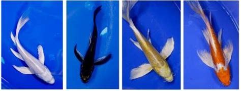 Koi - Butterfly (Domestic) - Fish For Sale