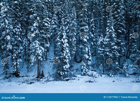 Snow Covered Evergreen Trees In A Forest Stock Photo Image Of
