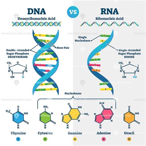 DNA Vs RNA Chart