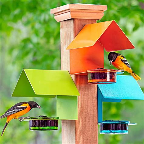 9 Unique Oriole Feeders Your Birds Will Love Birds And Blooms