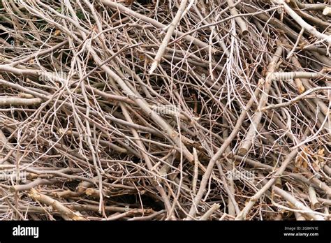 Pile Of Twigs And Branches Hi Res Stock Photography And Images Alamy