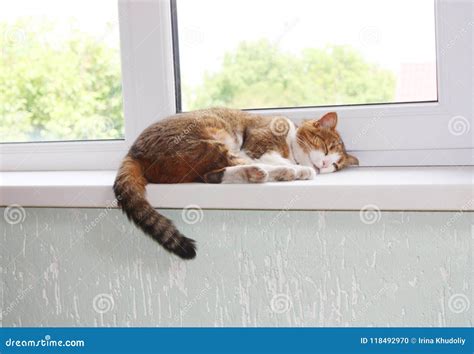 Cat On The Window Sill Stock Photo Image Of Windowsill 118492970