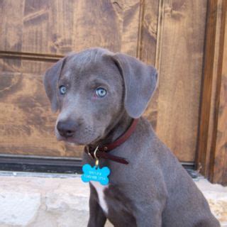 The blue lacy has a natural herding instinct which enables it to work everything from chickens to the toughest texas longhorn cattle. Pin on Pups