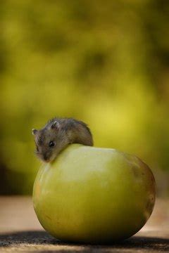 Yes, your hamster an eat the peel. What Fruits Do Dwarf Hamsters Eat? | Animals - mom.me