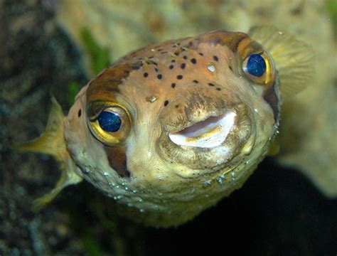 Smiling Pufferfish Tomlipfriend Flickr