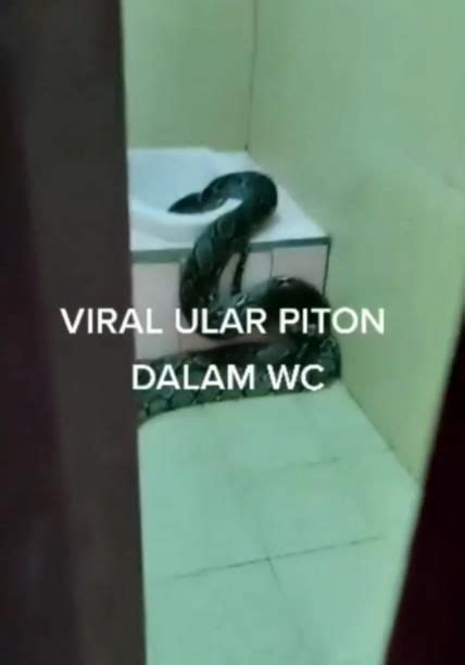 Geger Ular Piton Segede Paha Masuk Rumah Warga Lewat Lubang Wc Jongkok Netizen Jadi Ngeri