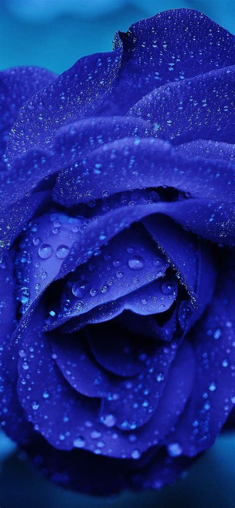 Beautiful Water Drop Wallpaper Blue Rose Wallpaper Hd Download Photos