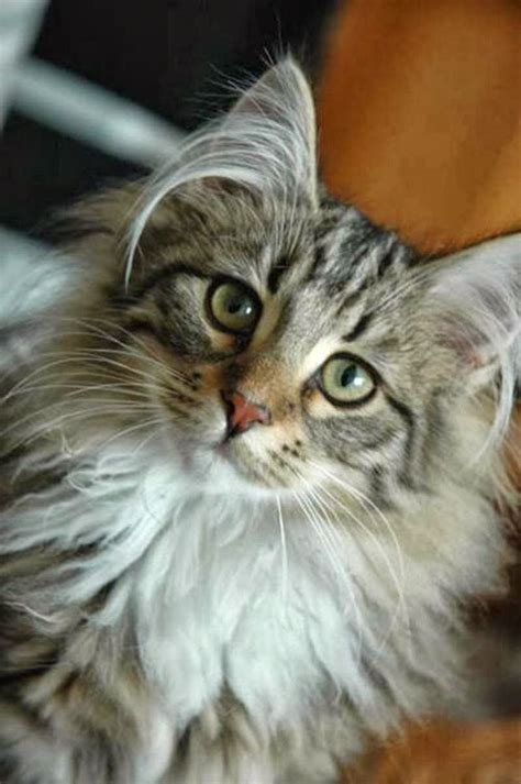 20 Most Popular Long Haired Cat Breeds Norwegian Forest