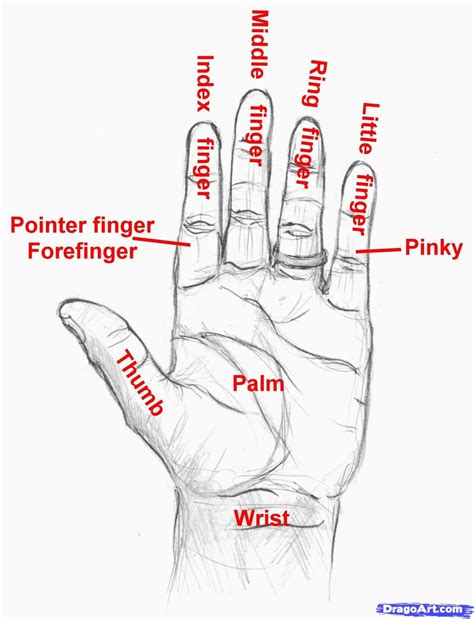 Name Of The Fingers Guided Drawing Learn English Vocabulary English