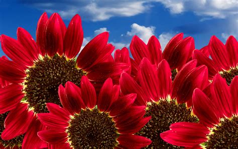Pure Red Sunflowers Wallpaper High Definition High Quality Widescreen
