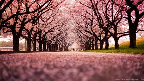 Landscape Cherry Blossom Trees Path Nature Wallpapers Hd Desktop Background