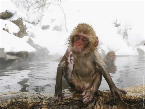 Japanese Macaques Bathe In Hot Springs Gagdaily News