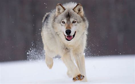 Gray Wolf Running The Wolf Guardians