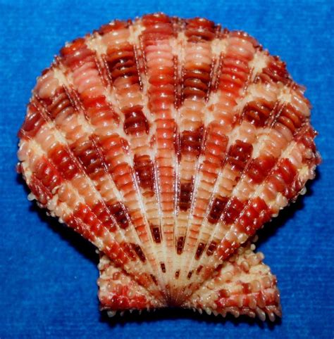 Seashell Sea Shell Okinawa Red Gloripallium Speciosum 48mm F 84 Sea