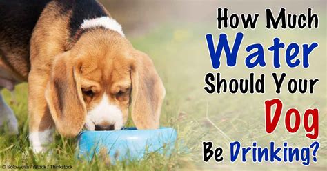 This will depend on his age and weight. How Much Water Should Your Dog Be Drinking? | Dogs, Westie ...