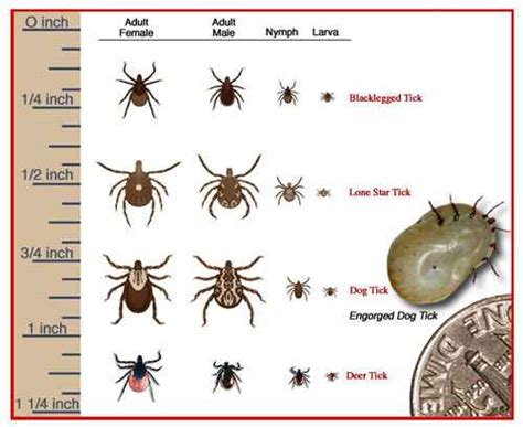 Ticks On Dogs What Is A Tick