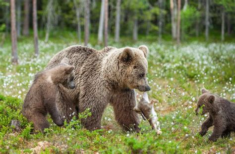 Bear And Rabbit Stock Photo Image Of Together Brown 22060386