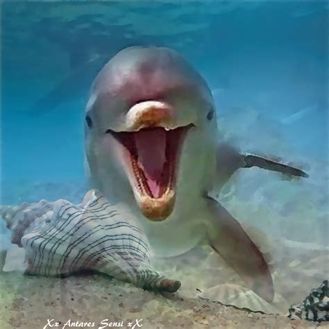 Pin By Kathy Schrader On Dolphins My Friends Smiling Animals
