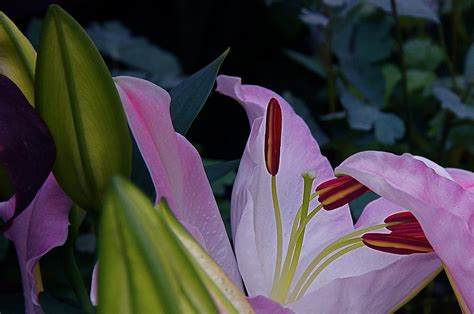 Lily Nocturne Photograph By Byron Varvarigos Fine Art America