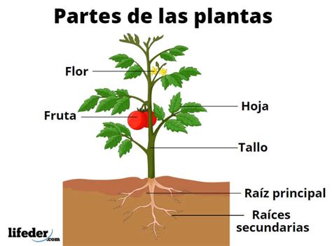 Plantas Qué Son Características Tipos Partes Reproducción