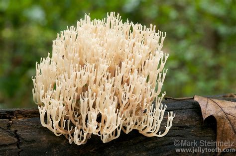 Crown Tipped Coral Mushroom Clavicornona Pyxidata Aka Artomyces