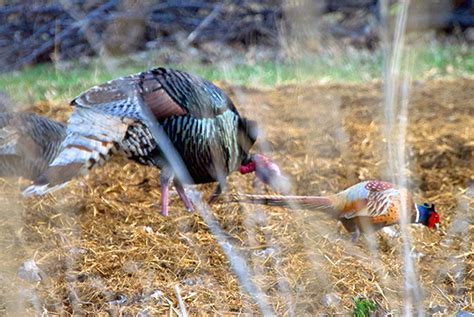 Best Turkey Hunt Ever Merriams Phesant Grand Slam Network