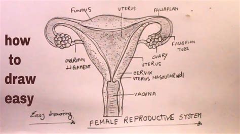 How To Draw Female Reproductive System Stem By Step Youtube