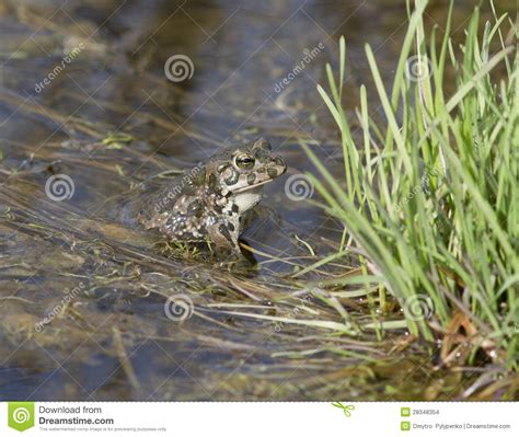 Male Green Frogs In The Spring Pond Stock Photo Image Of Eyes Body