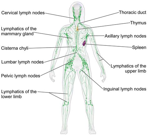 Lymph Node Infection Causes Of Lymphatic System Diseases Or Swollen