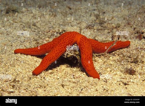 Echinaster Sepositus Mediterranean Red Sea Star Feeding Purpurstern