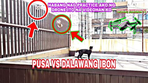 Pusa Vs Dalawang Ibon Drone Footage Youtube