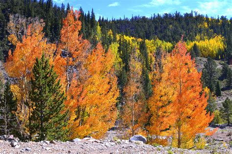 Fall Color In Colorado The Aspen Trees Were Amazing Aspen Trees