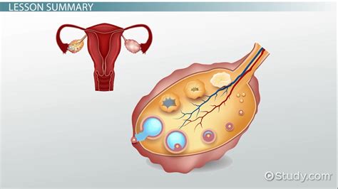What Are Ovaries Definition Functions And Size Video And Lesson