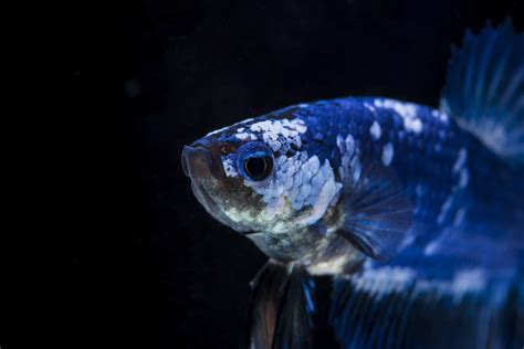 Betta Stress Stripes Identification And Treatment Betta Source