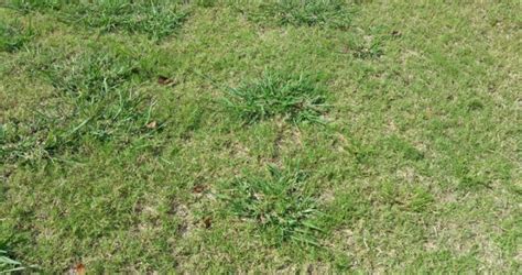 Dallisgrass Identification And Control Lawn Care Dallas Ga