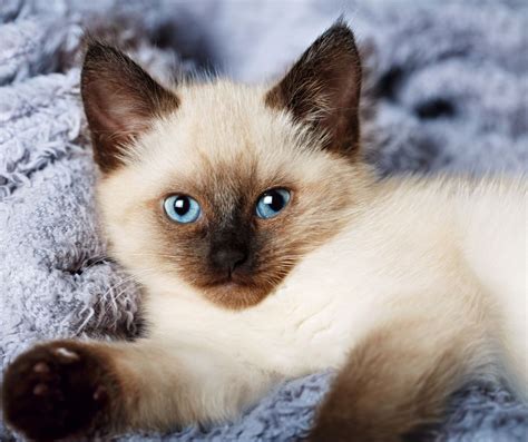 Balinese Cat Breed Information Everything You Want To Know Dog