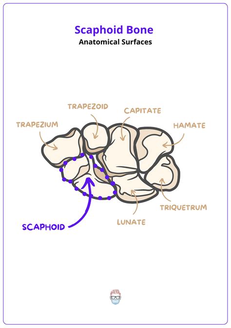 Scaphoid Anatomy Clinical Radiological Surgical