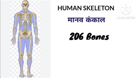 Human Skeleton 206 Bone Youtube