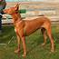 Pharaoh Hound Dog Reviews  Real From People