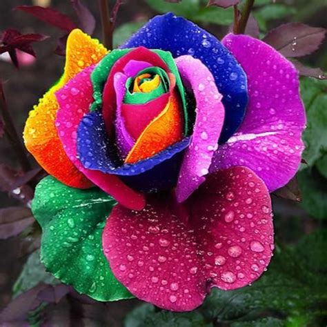 200 Pcs Of Exotic Rose Seeds Flowers Rare Flowers Flowers Rare Roses