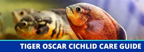 Tiger Oscar Cichlid Care Guide Fact Sheet Breeding Behavior