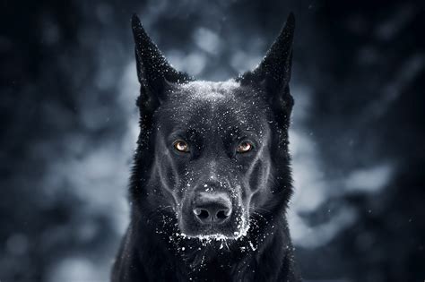 At triple s shepherds our german shepherd dogs are special friends and companions. Black German Shepherd phone, desktop wallpapers, pictures ...