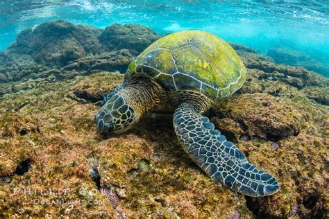 Green Sea Turtle Foraging For Algae On Coral Reef Chelonia Mydas Maui Hawaii
