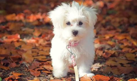 Teacup Maltese 12 Surprising Things To Know Before Adopt