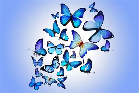 Aggregate 63 Wallpaper Blue Butterfly Best Incdgdbentre