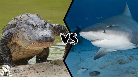 Alligators Vs Sharks Get The Main Difference In 2023