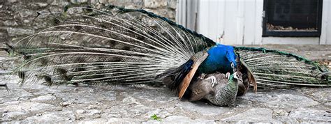 Judge Said Peacocks Never Have Sex And Mate Through Tears But Here’s How They Actually Mate Rvcj