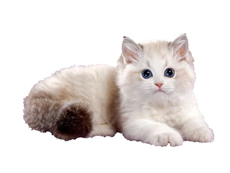 Cat Png Images Free Download Pngfre