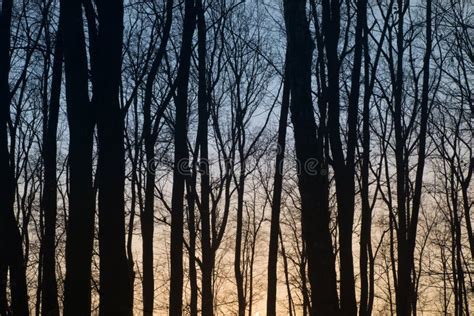 Trees Silhouettes Against Sunset Sky Stock Photo Image Of Country