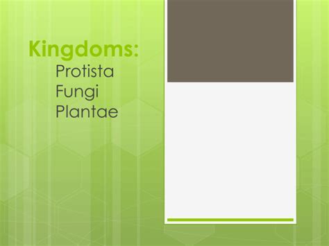 Kingdoms Protista Fungi Plantae Ppt
